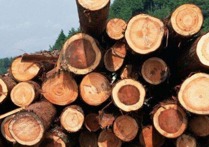 马来西亚无取消橡胶木出口禁令的计划
