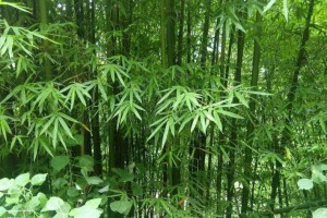 浙江龙泉加快推动竹木产业健康有序发展