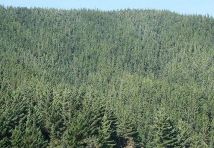 气候变化将如何影响新西兰人工林？
