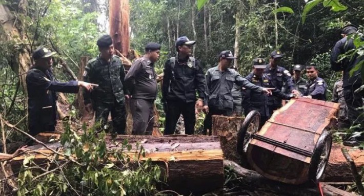 泰国皇家森林局副局长阿达蓬·查伦堪萨称