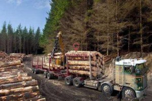 8月新西兰原木出口价格大幅下跌