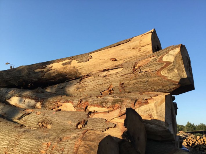 红橡木原木ABC锯材级欧洲荷兰进口新鲜砍伐熏蒸