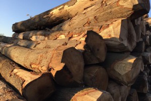 红橡木原木ABC锯材级​欧洲荷兰进口新鲜砍伐熏蒸
