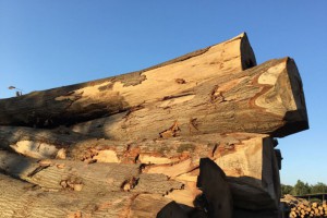 红橡木原木ABC锯材级​欧洲荷兰进口新鲜砍伐熏蒸图2