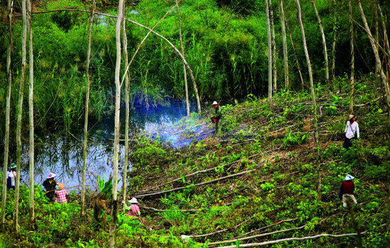 保护热带雨林是一件需要全球各国携手努力的事业