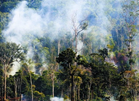 热带雨林在整个地球生态链中的地位众所周知