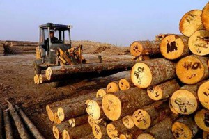 江苏沭阳“绿色制造”加速木材行业转型升级