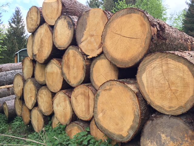 Spruce logs云杉原木