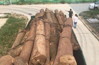警方查获满载香樟木货车，涉嫌非法运输国家重点保护植物