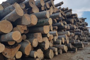 榉木原木-进口木材