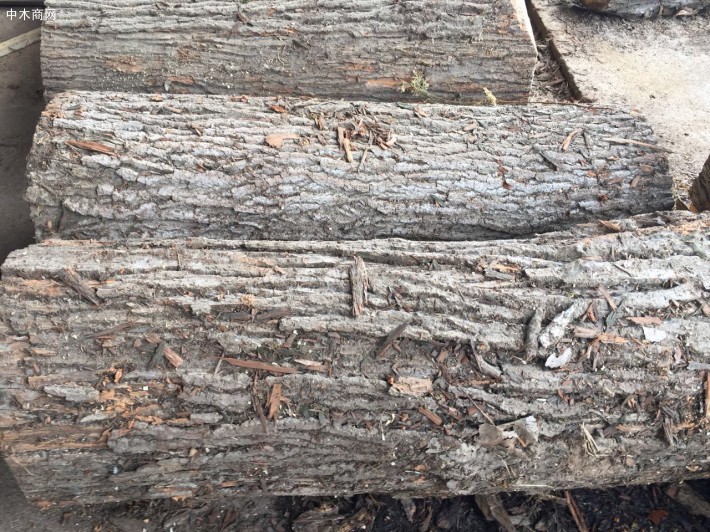 长期大量批发 白杨树 柳树 柏木 樟木 原木 板材