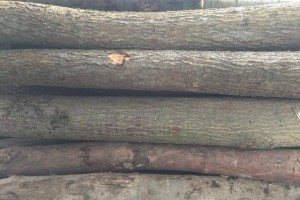 瑞鸿木业厂家直销,白杨原木,柳原木,柏木,樟木,木材加工