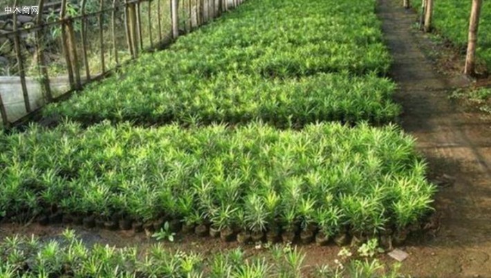 罗汉松高达20m，树皮灰色或灰褐色
