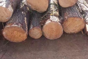 巴西松木 进口木材 质量好