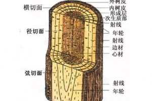 红木家具中有白皮的存在，还算是红木家具吗？