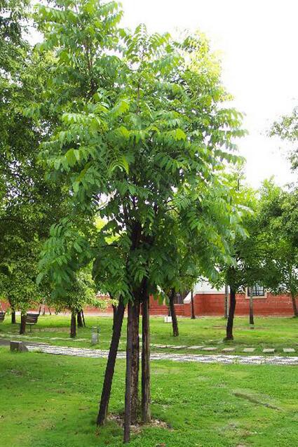 桃花心木质地坚硬轻巧，易于求取结构坚固和形式灵巧的效果