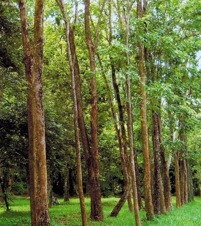 印度小叶紫檀人工林