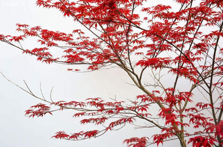 红枫是一种非常美丽的观叶树种