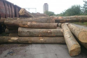 欧洲塞尔维亚白蜡木原木商品报价