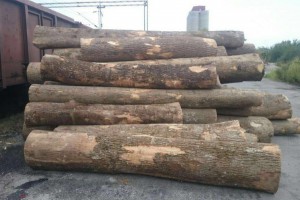 欧洲塞尔维亚白蜡木原木商品报价图2
