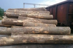 欧洲塞尔维亚白蜡木原木商品报价图3