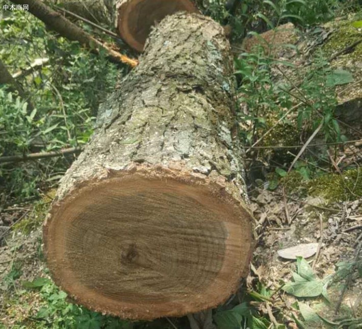 楸木（英文学名：Catalpa wood）属紫葳科