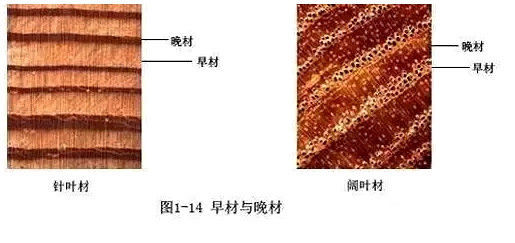 树木伐倒后，在树墩上可以看到有许多同心圆环