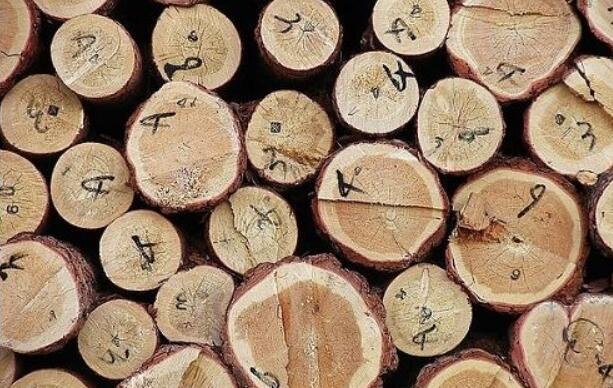 2017年波罗的海地区木材产量增加