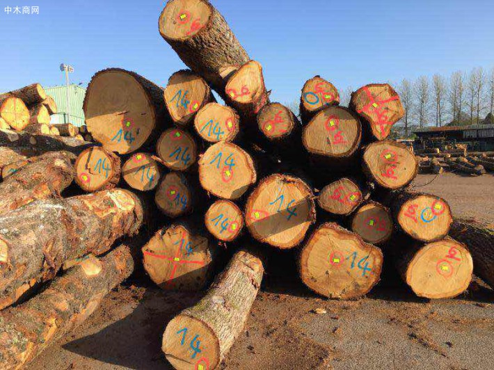 欧洲白橡木原木厂家批发报价