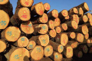 欧洲白橡木原木厂家批发价格