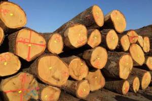 欧洲白橡木原木厂家批发价格图2