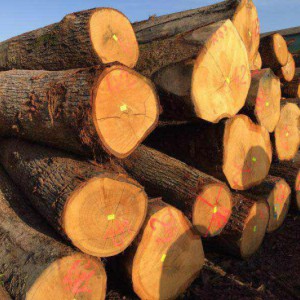 欧洲白橡木原木国内品牌排名