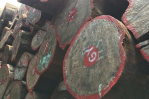 精品非洲小巴花原木厂家批发图3