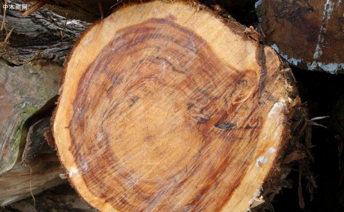 柏木原木是珍贵用材树种