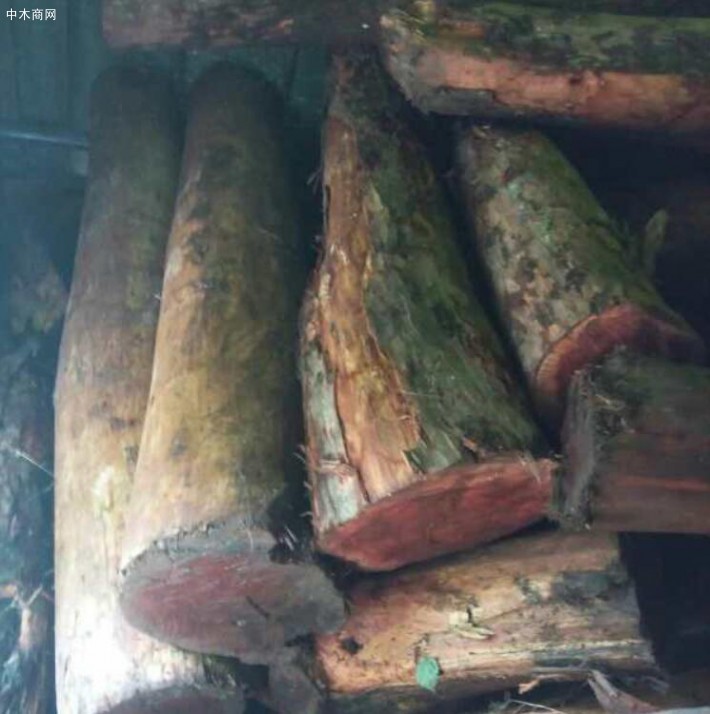 红豆杉原木木材价值
