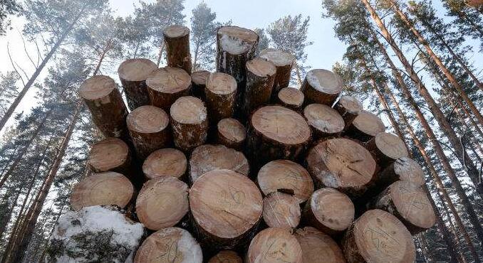 俄罗斯布市海关木材出口量下降9.3%