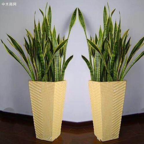 虎皮兰，为百合科虎皮兰属多年生草本植物