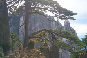 黄山迎客松第十九任“守松人”