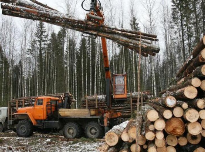 俄海关将于2019上半年对桦树原木出口实施配额制管理