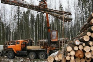 俄海关将于2019上半年对桦树原木出口实施配额制管理