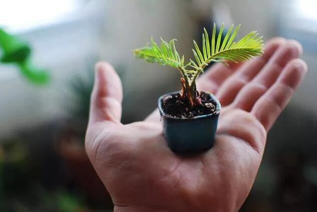 注意不要过度频繁浇水