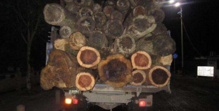 打击违法运输 贵阳加大木材流通领域夜间执法力度