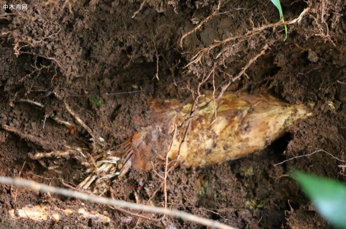 竹的地下茎（俗称竹鞭）是横着生长的，中间稍空