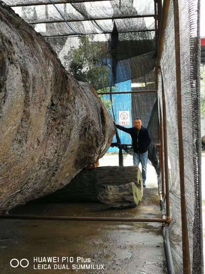 巨大金丝楠乌木底价出售,十八米长一米七小头直经
