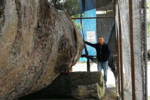 巨大金丝楠乌木低价出售，十八米长一米七小头直径