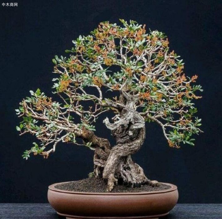 对于养坯期未成型的火棘盆景