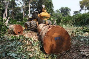 老挝近1000家木材加工厂被勒令关闭！