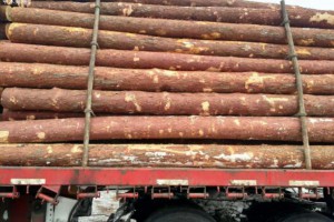 俄罗斯木材对华出口禁令或导致该行业动荡