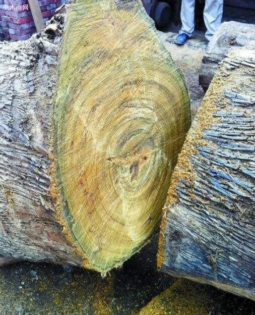 金丝楠木的木材表面真的有金丝浮现吗？这种树有什么用途？