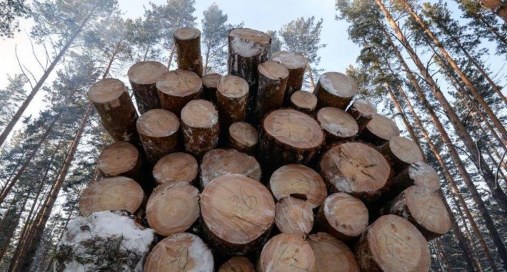 俄罗斯森林非法采伐面积已经超过德国